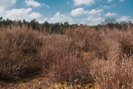Téléchargez les photos : Herbe sèche, mousse et arbustes dans le parc national The Loonse and Drunense Duinen - en image libre de droit