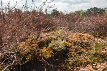 Foto de Hierba seca, musgo y arbustos en el Parque Nacional Loonse y Drunense Duinen - Imagen libre de derechos