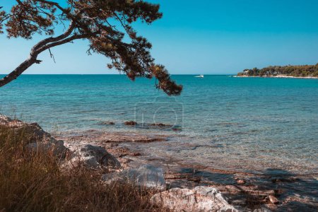 Kristallklares Wasser, felsiger Strand, Gras und Kiefern in Savudrija, Kroatien