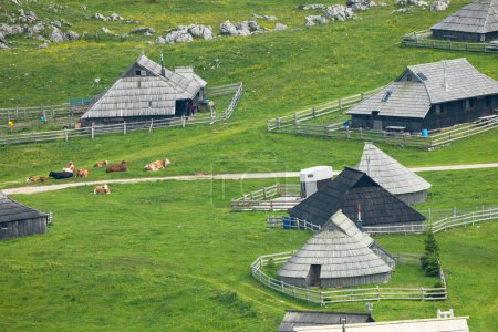 Vacas y refugios de pastor de madera en la gran meseta de pastos o Velika Planina en los Alpes Savinja, Eslovenia