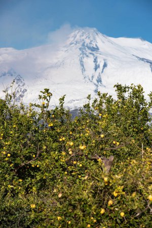Zitronenbäume in Sizilien und der verschneite Vulkan Ätna
