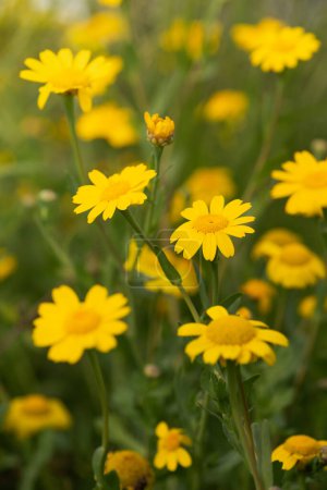 Téléchargez les photos : Camomille jaune, marguerite dorée, Anthemis Tinctoria est une herbe importante. - en image libre de droit