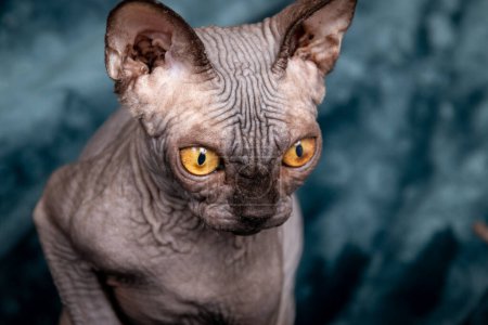 Photo for Sphynx purebreed hairless cat 4 month kitten male portrait - Royalty Free Image