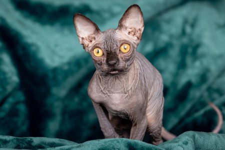Photo for Sphynx purebreed hairless cat 4 month kitten male portrait - Royalty Free Image
