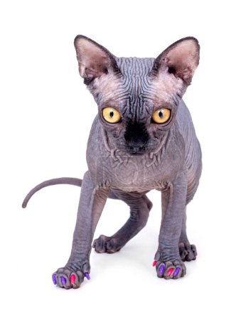 Curious black sphynx male kitten 4 monts with claw nail cap over white background
