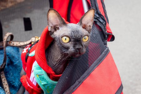 Photo for Adorable black sphynx cat wearing sweater in a cart pet stroller outdoor - Royalty Free Image