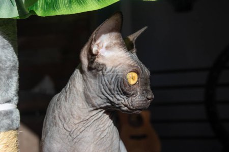 Photo for Young black hairless sphynx cat indoor portrait - Royalty Free Image