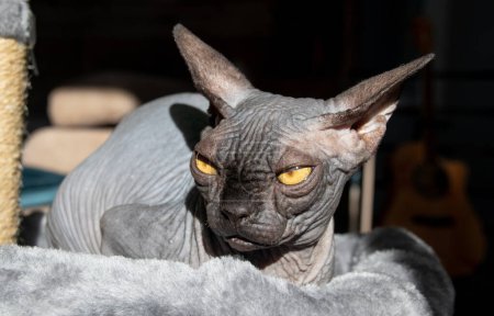 Photo for Young black hairless sphynx cat indoor portrait - Royalty Free Image