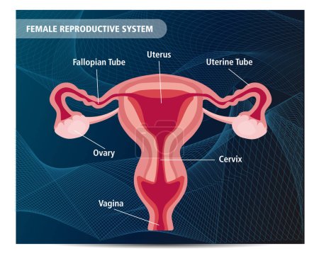 Téléchargez les illustrations : Human Female Reproductive System vecteur illustration anatomie science fond - en licence libre de droit