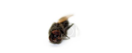 Téléchargez les photos : Gros plan d'une mouche morte - en image libre de droit