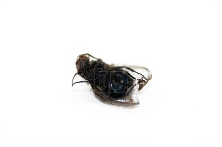 Téléchargez les photos : Gros plan d'une mouche morte - en image libre de droit