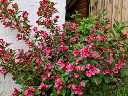 Photo for Bell-shaped flowers of the Bristol Ruby Weigela shrub - Royalty Free Image