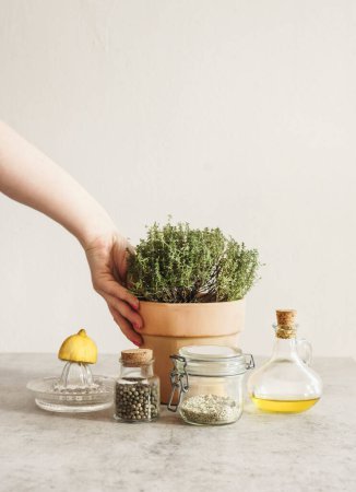 Women hand holding potted thyme in terra-cotta plant pot at grey kitchen table with olive oil, pepper, lemon on citrus press and herbal salt in glass jar. Flavorful cooking ingredients. Front view.