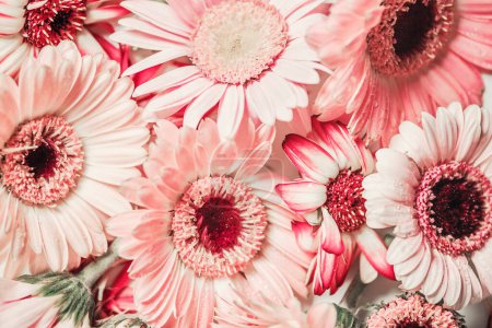 Floral background with close up of pale pink gerbera flower petals. Beautiful flower arrangement. Background for greeting card. Top view.