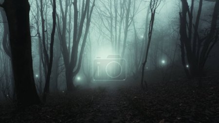 Foto de Orbes mágicos y misteriosos de luz brillante. Flotando en un bosque espeluznante místico. En un día nublado de inviernos - Imagen libre de derechos