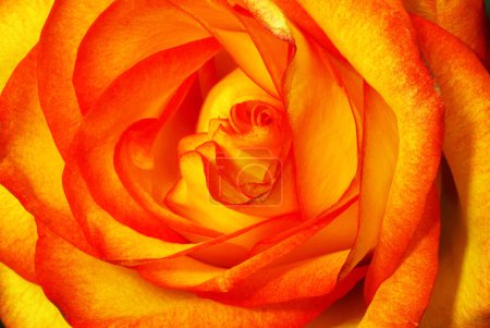 Photo for Yellow red rose. Rose flower close up. Background for a greeting card - Royalty Free Image