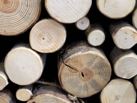 Téléchargez les photos : End cuts of a deciduous tree. Tree stumps. Butt of a wood log - en image libre de droit