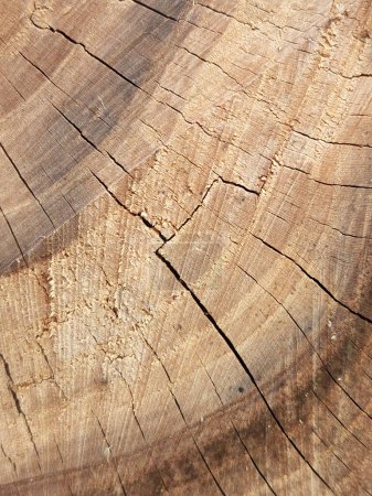 Foto de Corte final de un árbol. Textura del final del tronco. tronco cortado - Imagen libre de derechos