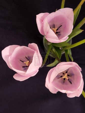 Des tulipes roses. Fleur de tulipe rose sur fond noir