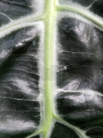 Alocasia Polly. Alocasia geht. Floraler Hintergrund mit grünen Blättern