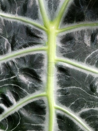 Alocasia Polly. Alocasia leaves. Floral background with green leaves