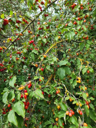 Dogwood. Dogwood berries on a branch. Ripe red dogwood berries