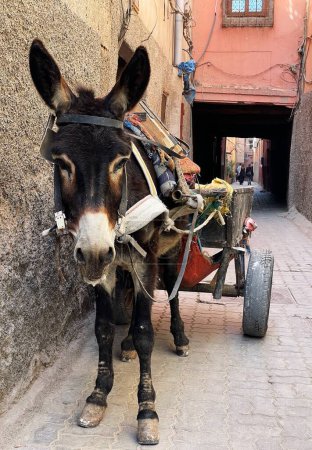 burro y carro en el casco antiguo de Marrakech, Marruecos