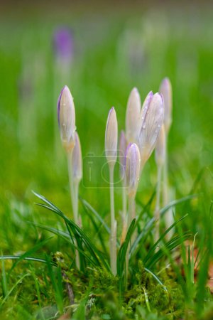 Photo for Blooming crocus flowers covered in dew drops in the garden - Royalty Free Image