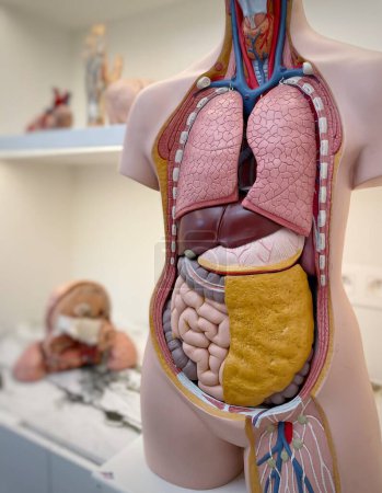 anatomical doll of the human organs