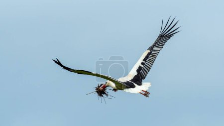 stork in flight with nesting material in its beak
