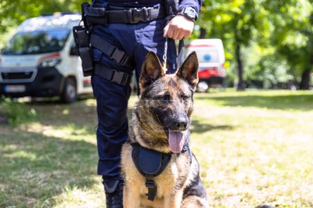 Oficial de policía en uniforme de guardia con un perro pastor alemán canino K9