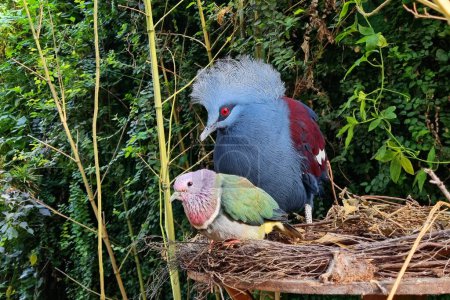 Téléchargez les photos : Oiseaux exotiques Pigeon Goura Victoria et perroquet dans le nid en forêt topique. - en image libre de droit