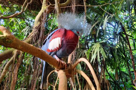 Foto de Pájaro exótico Goura Victoria paloma en una rama de árbol en un bosque tópico. - Imagen libre de derechos