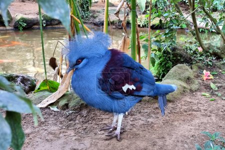 Téléchargez les photos : Oiseau exotique Pigeon Goura Victoria près d'un étang dans une forêt topique. - en image libre de droit