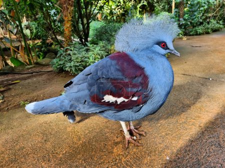 Téléchargez les photos : Oiseau exotique Pigeon Goura Victoria dans une forêt d'actualité. - en image libre de droit