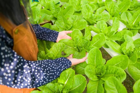 Foto de Hydroponic vegetables harvested from hydroponic farms fresh green cos salad growing in the garden, woman picking hydroponic plants on water without soil agriculture organic health food nature - Imagen libre de derechos