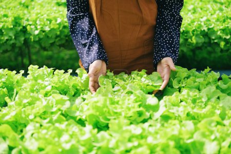 Foto de Hydroponic vegetables harvested from hydroponic farms fresh green oak salad growing in the garden, woman picking hydroponic plants on water without soil agriculture organic health food nature - Imagen libre de derechos