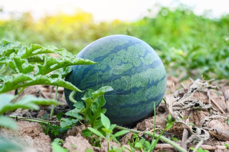 Photo for Watermelon growing in watermelon field - fresh watermelon on ground agriculture garden watermelon farm with leaf tree plant, harvesting watermelons in the field - Royalty Free Image