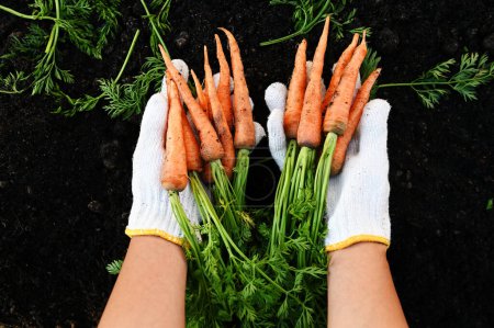Photo for Carrot on ground with hand holding, fresh carrots growing in carrot field vegetable grows in the garden in the soil organic farm harvest agricultural product nature - Royalty Free Image