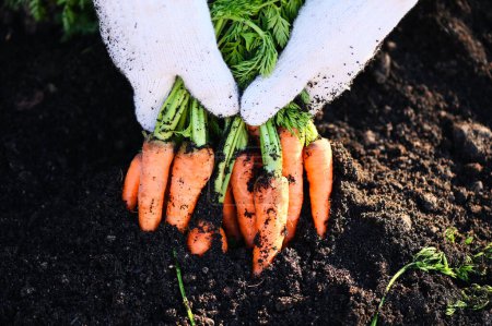 Photo for Fresh carrots growing in carrot field vegetable grows in the garden in the soil organic farm harvest agricultural product nature, carrot on ground with hand holding carrot - Royalty Free Image