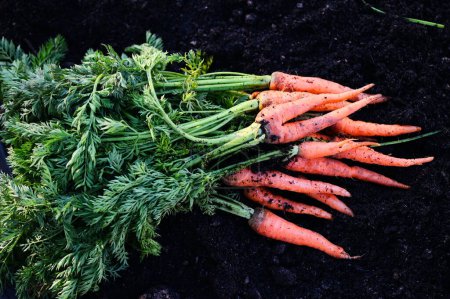 Photo for Fresh carrots growing in carrot field vegetable grows in the garden in the soil organic farm harvest agricultural product nature, carrot on ground - Royalty Free Image