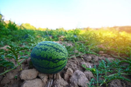 Photo for Watermelon field with watermelon fruit fresh watermelon on ground agriculture garden watermelon farm with leaf tree plant, harvesting watermelons in the field - Royalty Free Image