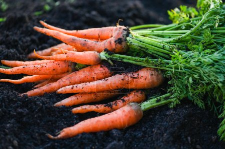 Photo for Carrot on ground , fresh carrots growing in carrot field vegetable grows in the garden in the soil organic farm harvest agricultural product nature - Royalty Free Image