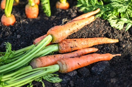 Photo for Carrot on ground , fresh carrots growing in carrot field vegetable grows in the garden in the soil organic farm harvest agricultural product nature - Royalty Free Image