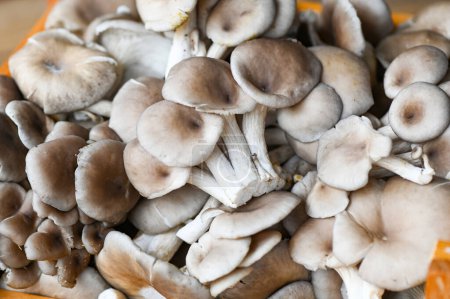 Fresh grey oyster mushroom on wooden background, fresh raw oyster mushroom for cooking food
