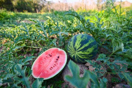 Photo for Watermelon slice in watermelon field - fresh watermelon fruit on ground agriculture garden watermelon farm with leaf tree plant, harvesting watermelons in the field - Royalty Free Image