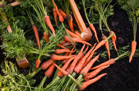 Photo for Fresh carrots growing in carrot field vegetable grows in the garden in the soil organic farm harvest agricultural product nature, carrot on ground - Royalty Free Image