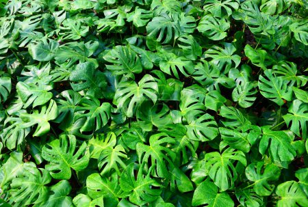 Monstera delicosa feuilles fond texturé, feuilles de feuilles de Monstera texture verte abstraite, fond naturel, feuille tropicale texture verte abstraite, fond naturel, feuille tropicale vue du dessus