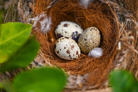 Téléchargez les photos : Nid d'oiseaux sur une branche d'arbre avec trois œufs à l'intérieur, œufs d'oiseaux sur un nid d'oiseaux et plume dans une forêt d'été, concept de pâturage des œufs - en image libre de droit