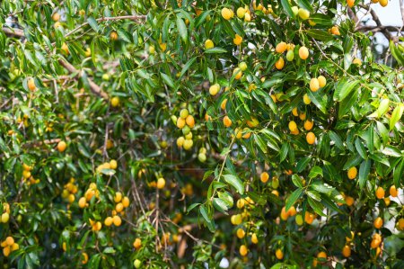 Foto de Ciruela mariana en ciruelo mariano en el huerto de frutas tropicales del jardín, Nombre en Tailandia Ciruela mariana amarilla dulce Maprang Plango o Mayong chid - Imagen libre de derechos